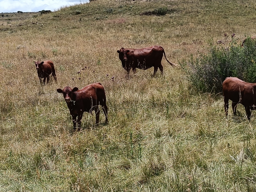 0 Bedroom Property for Sale in Lindley Rural Free State